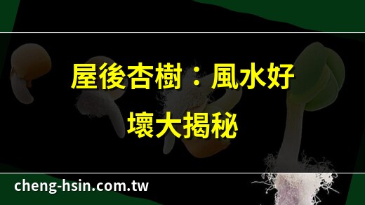 杏树风水